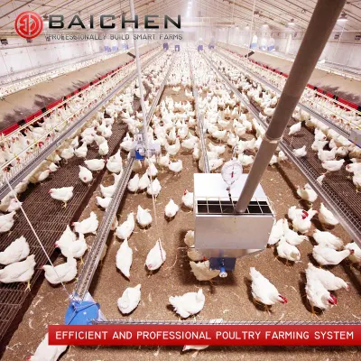 Breeder Chicken Chain Feeding Line Corner Wheel Poultry Feeding System